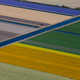 Image for article titled The soothing, hypnotic colors of tulip season, seen from above
